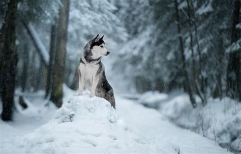Siberian Husky Snow Wallpaper