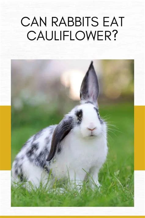 Can Rabbits Eat Cauliflower Constant Delights