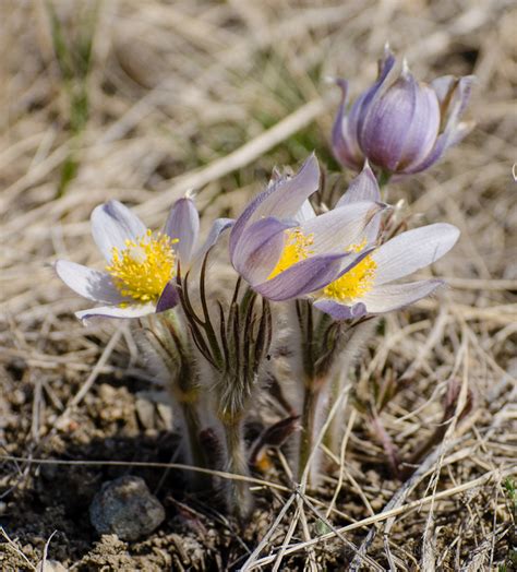 Prairie Wildflowers Prairie Crocus First Blooms Of Spring