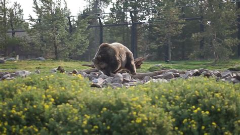 Brown Bear In Yellowstone National Park Wyoming Image Free Stock
