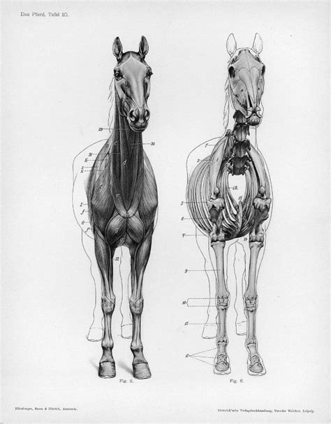 Horse Anatomy By Herman Dittrich Front View Musculature And Bones
