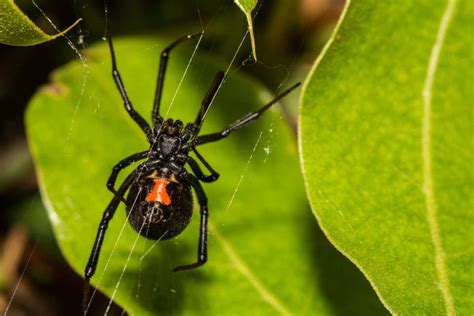 Black Widow Spiders Remember Their Prey If It Is Stolen New Scientist