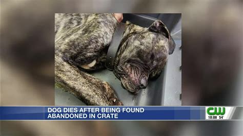 Dog Found Abandoned In Crate Dies Youtube