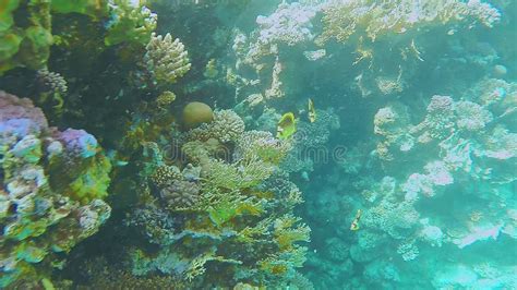 Colorful Coral Reef In The Red Sea With Marine Life Stock Video