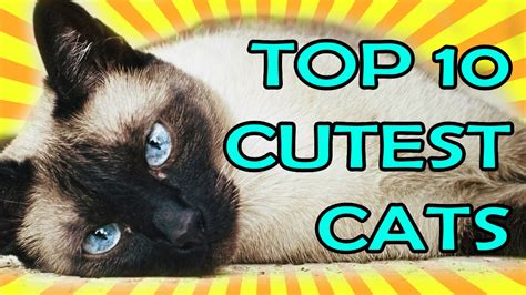 Top 10 Cutest Cats Ever Youtube