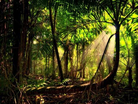 Tropical Rainforest Background