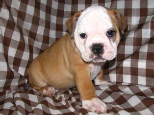 Learn about olde victorian bulldogge characteristics and owernship requirements. Victorian Bulldog Info, Temperament, Training, Diet, Puppies, Pictures