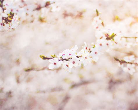 Nb65 Spring Flower Cherry Blossom Bokeh Flare Wallpaper