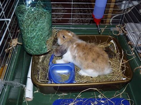 Check out our hay rack selection for the very best in unique or custom, handmade pieces from our pet feeders & waterers shops. Plastic Bottle Hay Rack - petdiys.com