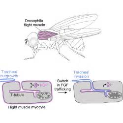 Subcellular Trafficking Of Fgf Controls Tracheal Invasion Of Drosophila