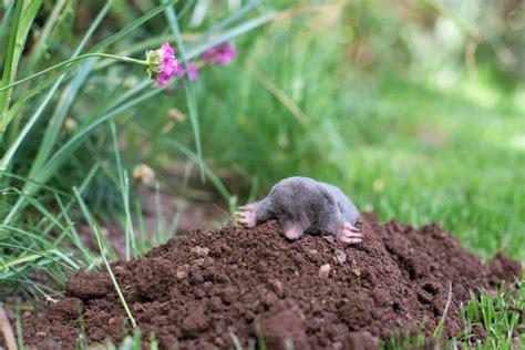 What Attracts Moles To Your Yard Tips For Keeping Them Away