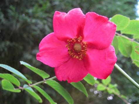 Excellent for ordinary use in appropriate conditions. Rosa moyesii 'Geranium'