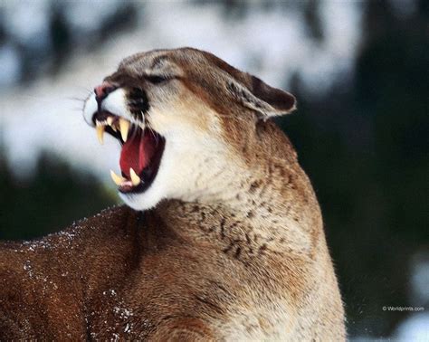 Image Result For Mountain Lion Roaring Пумы Кошки Фотографии животных