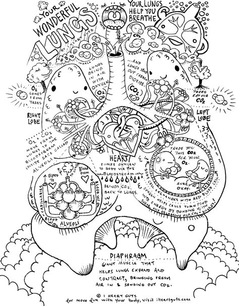 Adult Coloring Pages Anatomy