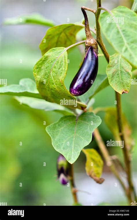 Brinjal Aubergine Eggplant Stock Photo Alamy
