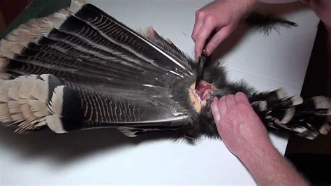 This simple process of applying your beard oil will start your day off on the right track. How To: Mount a Turkey Tail Fan and Beard (1 of 3) - YouTube