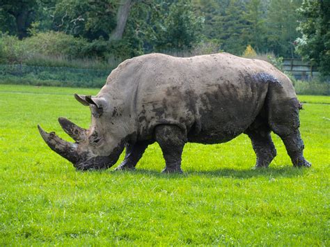 Fotos Gratis Césped Fauna Silvestre Zoo Pastar Pasto Rinoceronte