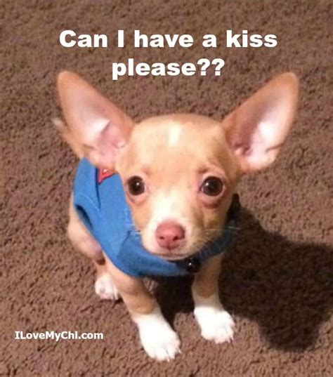 20 Heartwarming Chihuahua Memes I Love My Chi I 20 Heartwarming