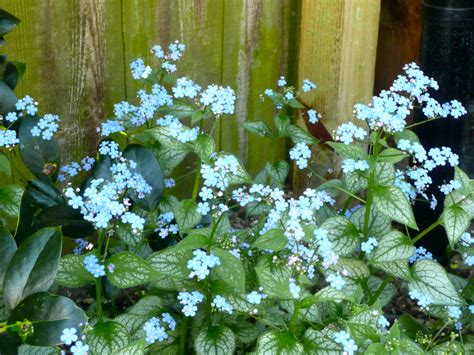 Brunnera Jack Frost Perennial Forget Me Notgreat Foliage And