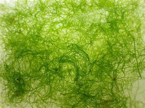 Ulva Flexuosa Syn Enteromorpha Flexuosa Thread Or Tape Weed Green