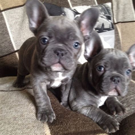 There are 5067 blue french bulldog for sale on etsy, and they cost $13.99 on average. bulldog frances blue | Bulldog francés, Bulldog