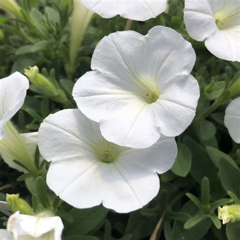 Supertunia Mini Vista White Petunia Garden Crossings