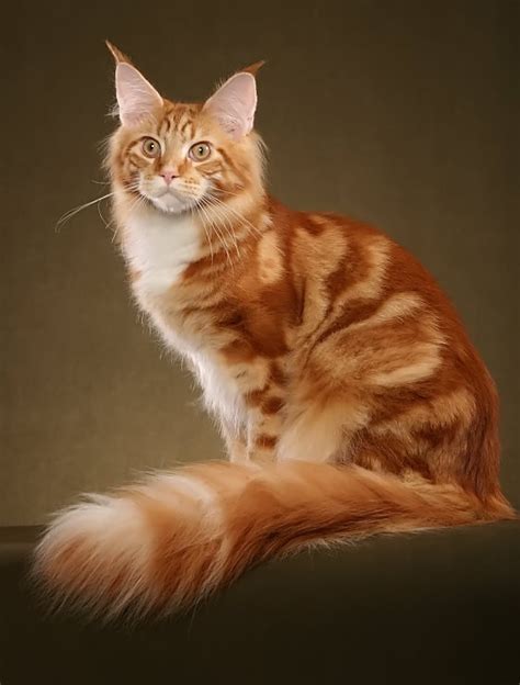 Thank you tabby cat for the portrait of my brothers dog you have done for his christmas present, he will absolutely love it 🥰. 28 Beautiful Orange Maine Coon Cat Pictures And Photos
