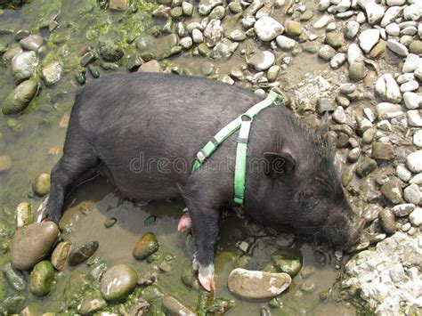 Funny Pig In The Mud Stock Photo Image Of Lively Dirt 122705798