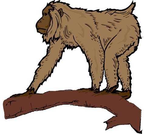 Realistic Monkey Clipart Clip Art Library