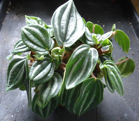 Check spelling or type a new query. Mini Watermelon peperomia - Buy it Now!