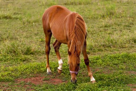 Horse Eating Grass Stock Photo Image Of America Farm 25938108