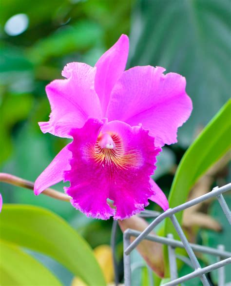 cattleya orchid intergeneric hybrid this year´s flowerin… flickr