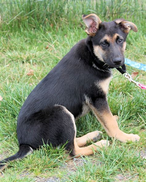 German shepherds, on the other hand, fall into the medium or large size category. German shepherd chihuahua mix | Dogs, breeds and everything about our best friends.