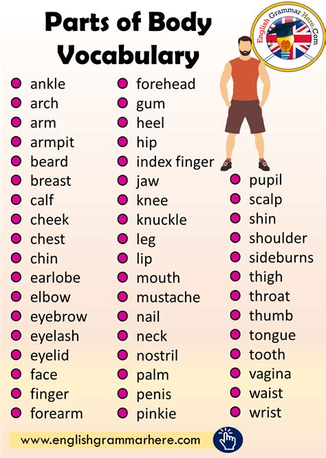 The body parts vocabulary is in the following list. Parts of Body Vocabulary - English Grammar Here