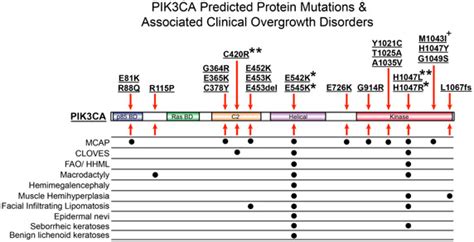 Pik3ca Related Overgrowth Spectrum Pros Pik3ca Predicted Protein