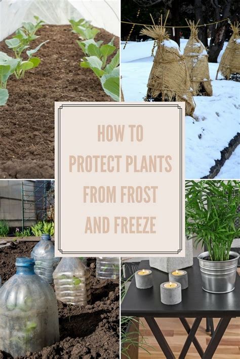 When It Comes To Protecting Your Tender Plants From Frost Or Freeze