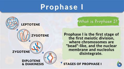 Prophase I Definition And Examples Biology Online Dictionary