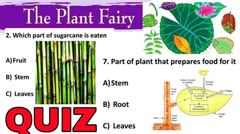 By practising the cbse evs class 3 worksheets will help in scoring higher marks in your examinations. QUIZ (Test Yourself) / THE PLANT FAIRY / Class 3 EVS / worksheet Question Answers NCERT ...