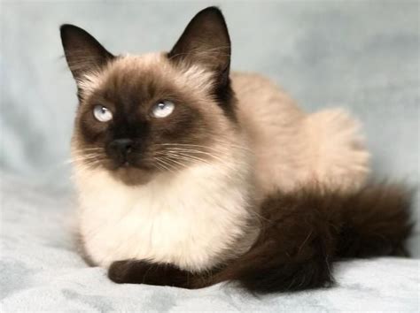 Balinese Cat For Adoption Near Me