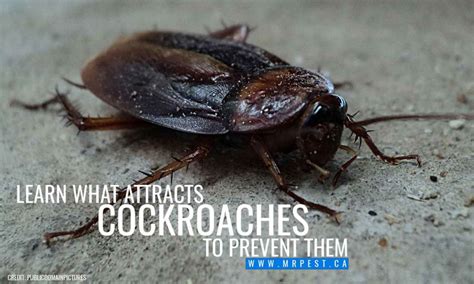 How To Prevent And Treat Cockroach Infestations