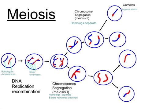 Meiosis Diagram Labeled