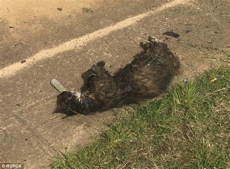 Cat Burnt Alive In Sydney Street In A Sickening Act Of Animal Cruelty