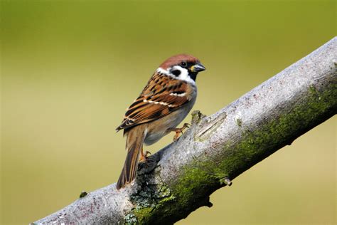 House Sparrow Vs Tree Sparrow Wildlife Blog Scottish Wildlife Trust
