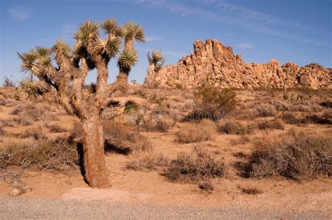 Joshua Tree With Rock Formation Landscape California National Park