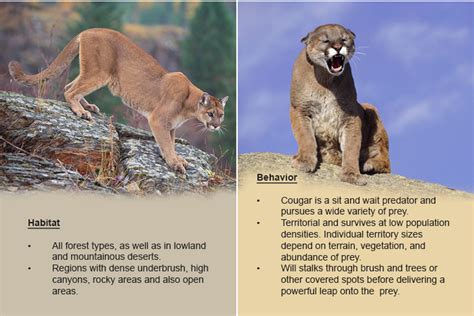 Cougar Puma Concolor