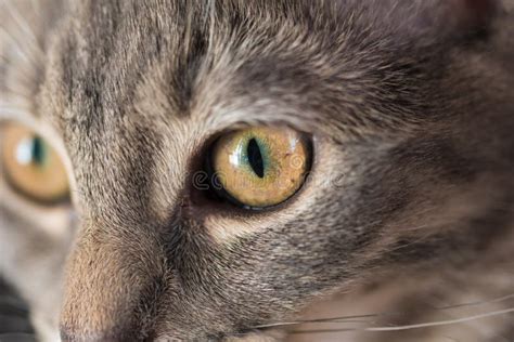 Cat S Eye Stock Photo Image Of Closeup Color Detail 70051204