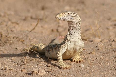 Top 10 Amazing Sahara Desert Animals In The World