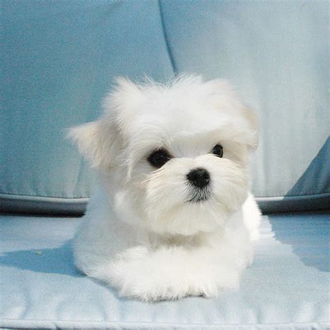 Pippin A Chrisman Maltese Ready To Go To His New Forever Home Teacup
