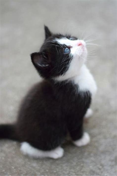 Tuxedo Kitten Fluffy Tuxedos Pinterest