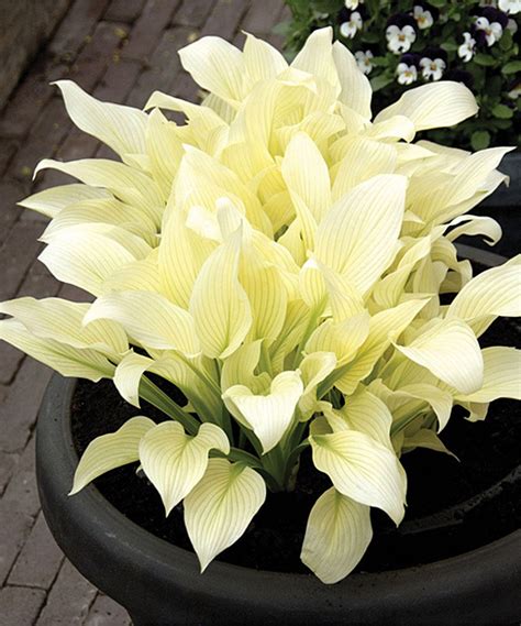 Look At This White Hosta Feather Bare Root Plant Set Of Three On